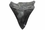Juvenile Megalodon Tooth - South Carolina #370439-1